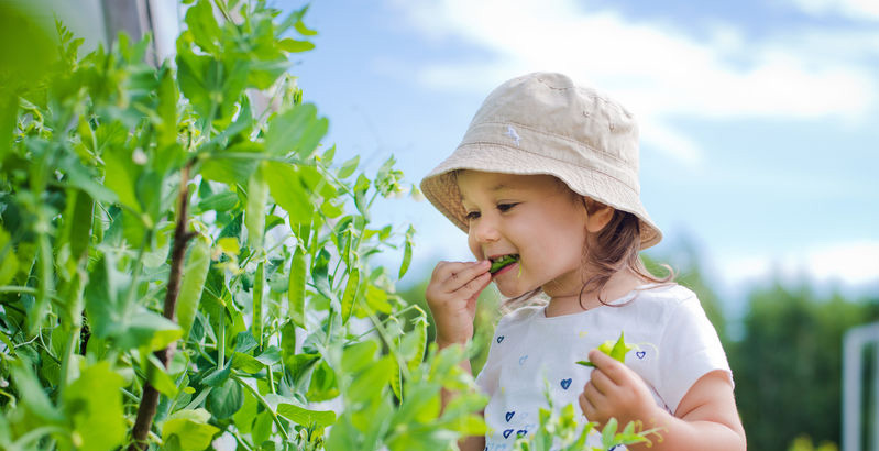 The child belches and eats peas in the garden